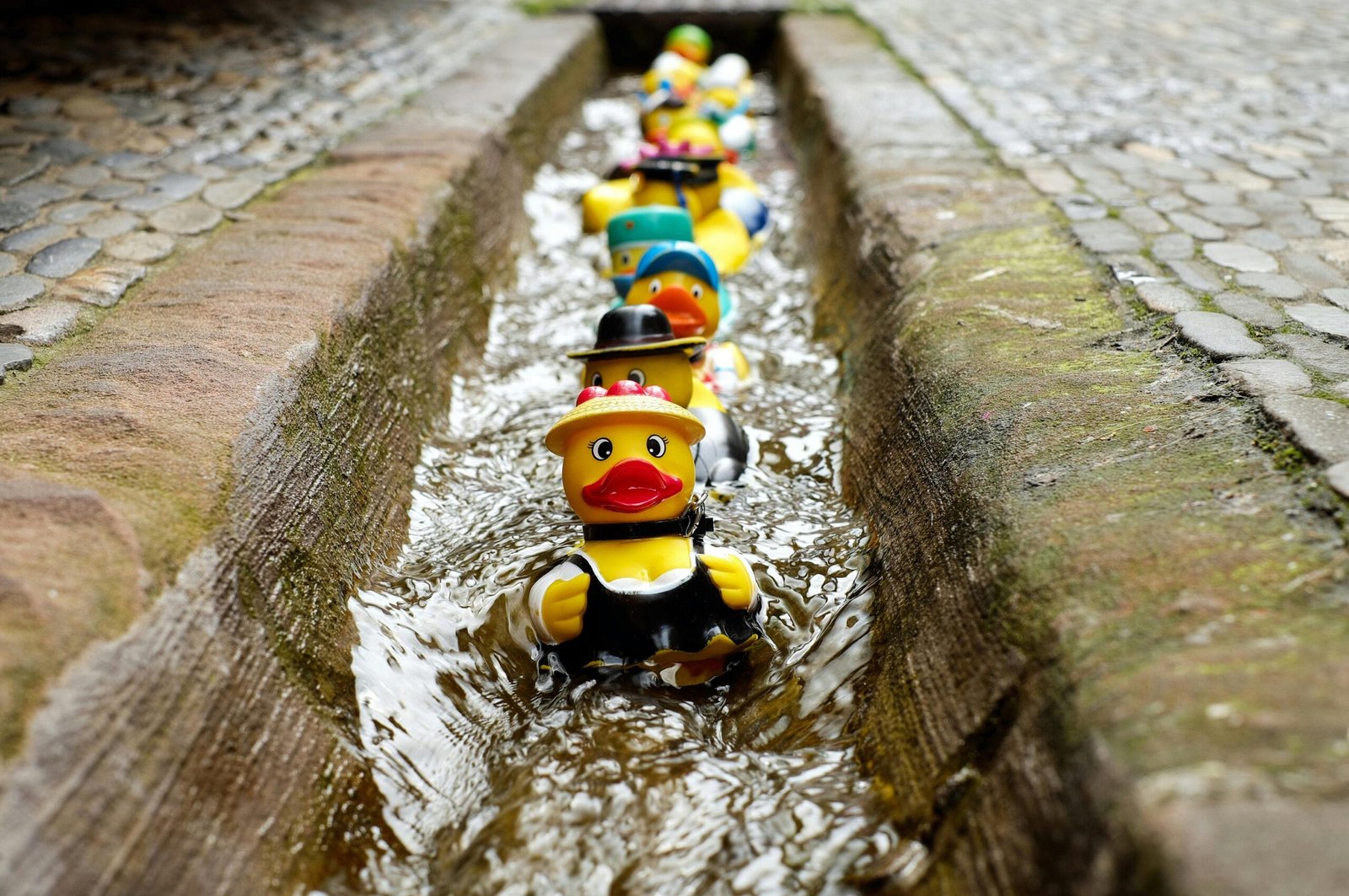 Vibrant rubber ducks floating in a narrow outdoor water canal, creating a playful scene.